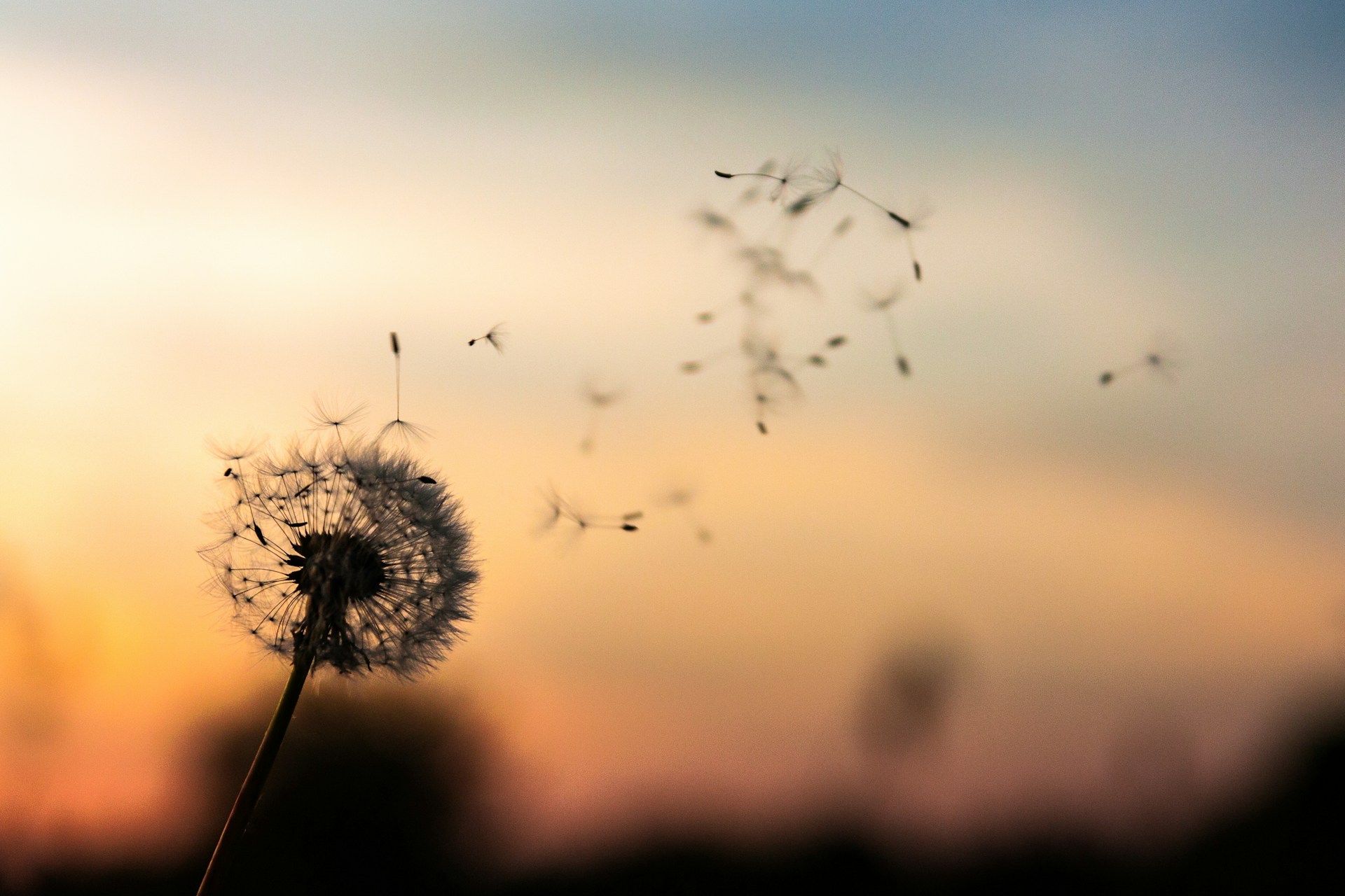 Trauma Release & Support